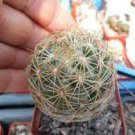 Coryphantha radians Rare Cactus Plants 20 Seeds