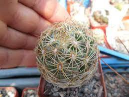Coryphantha radians Rare Cactus Plants 20 Seeds