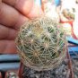 Coryphantha radians Rare Cactus Plants 20 Seeds