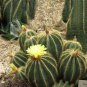 Eriocactus magnificus Rare Cactus Plants 20 Seeds