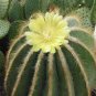 Eriocactus magnificus Rare Cactus Plants 20 Seeds