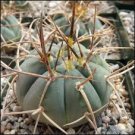 Gymnocalycium cardenasianum Rare Cactus Plants 20 Seeds