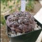 Gymnocalycium striglianum Rare Cactus Plants 20 Seeds