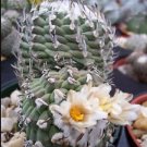 Turbinicarpus macrochele Rare Cactus Plants 20 Seeds