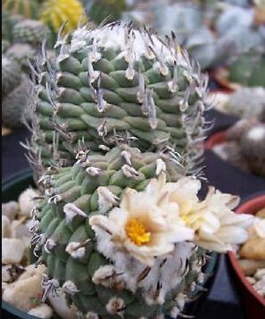 Turbinicarpus macrochele Rare Cactus Plants 20 Seeds