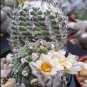 Turbinicarpus macrochele Rare Cactus Plants 20 Seeds