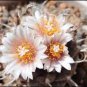 Turbinicarpus macrochele Rare Cactus Plants 20 Seeds
