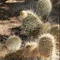 Opuntia polyacantha Rare Cactus Plants 20 Seeds