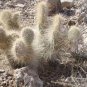 Opuntia polyacantha Rare Cactus Plants 20 Seeds