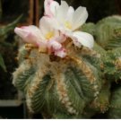 AZTEKIUM ritteri Rare Cactus Plants 20 Seeds