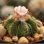 AZTEKIUM ritteri Rare Cactus Plants 20 Seeds