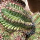 Thelocactus bicolor Rare Cactus Plants 20 Seeds