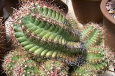 Thelocactus bicolor Rare Cactus Plants 20 Seeds