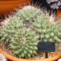 Thelocactus bicolor Rare Cactus Plants 20 Seeds