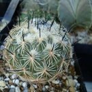 Coryphantha pallida Rare Cactus Plants 20 Seeds
