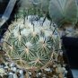 Coryphantha pallida Rare Cactus Plants 20 Seeds