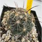 Coryphantha pallida Rare Cactus Plants 20 Seeds