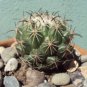 Coryphantha pallida Rare Cactus Plants 20 Seeds