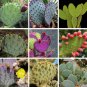 Opuntia Mix Rare Cactus Plants 20 Seeds