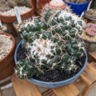 Coryphantha maiz-tablasensis Rare Cactus Plants 20 Seeds
