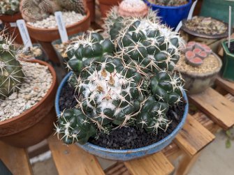 Coryphantha maiz-tablasensis Rare Cactus Plants 20 Seeds