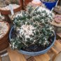 Coryphantha maiz-tablasensis Rare Cactus Plants 20 Seeds