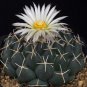 Coryphantha maiz-tablasensis Rare Cactus Plants 20 Seeds