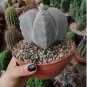 Astrophytum myriostigma kho-jo reverse fresh 20 Seeds