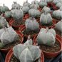 Astrophytum myriostigma kho-jo reverse fresh 20 Seeds