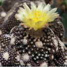 Copiapoa Tenuissima Fresh Rare Cactus Plants 20 Seeds