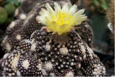 Copiapoa Tenuissima Fresh Rare Cactus Plants 20 Seeds