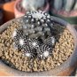 Copiapoa Tenuissima Fresh Rare Cactus Plants 20 Seeds