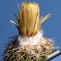 Coryphantha delaetiana Fresh Rare Cactus Plants 20 Seeds