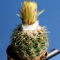 Coryphantha delaetiana Fresh Rare Cactus Plants 20 Seeds