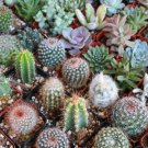 Pyrrhocactus Mix Fresh Rare Cactus Plants 20 Seeds