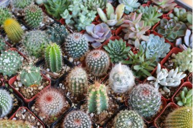 Pyrrhocactus Mix Fresh Rare Cactus Plants 20 Seeds