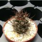 Pyrrhocactus Mix Fresh Rare Cactus Plants 20 Seeds