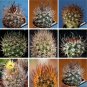 Pyrrhocactus Mix Fresh Rare Cactus Plants 20 Seeds