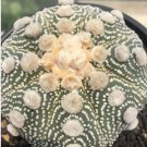 Astrophytum asterias OOIBO Nudum rare japan cactus 20 Seeds