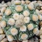 Astrophytum asterias OOIBO Nudum rare japan cactus 20 Seeds