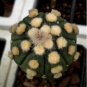 Astrophytum asterias OOIBO Nudum rare japan cactus 20 Seeds
