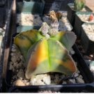 Astrophytum Myriostigma Variegata 20 Seeds