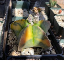 Astrophytum Myriostigma Variegata 20 Seeds