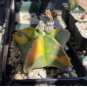 Astrophytum Myriostigma Variegata 20 Seeds