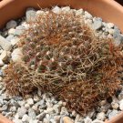 Thelocephala Mix Rare Cactus Plants 20 Seeds