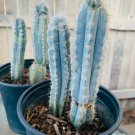 Pilosocereus Mix Rare Cactus Plants 20 Seeds