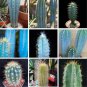 Pilosocereus Mix Rare Cactus Plants 20 Seeds