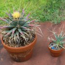 Leuchtenbergia principis Rare Cactus Plants 20 Seeds