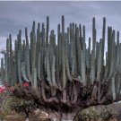 Pachycereus weberi 20 Seeds