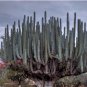 Pachycereus weberi 20 Seeds